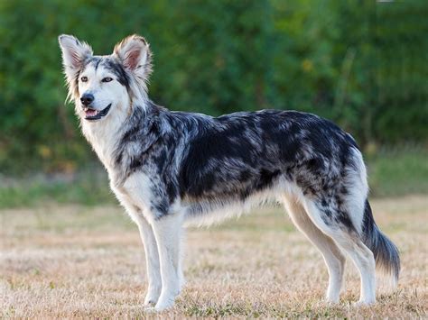 Amazing Husky Cross Border Collie