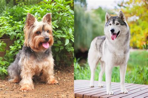 Amazing Husky Mix With Yorkie