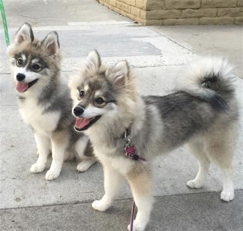 Amazing Husky Pom Mix