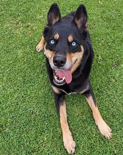 Amazing Husky Rottweiler Mix