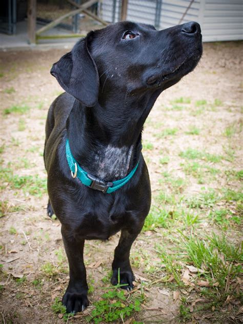 Amazing Lab Dachshund Mix