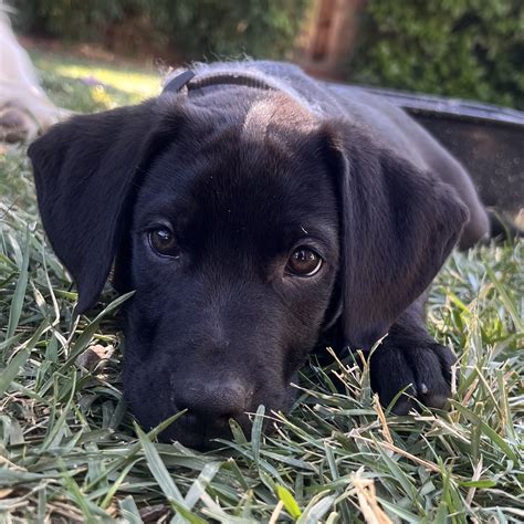 Amazing Lab Hound Mix Puppy