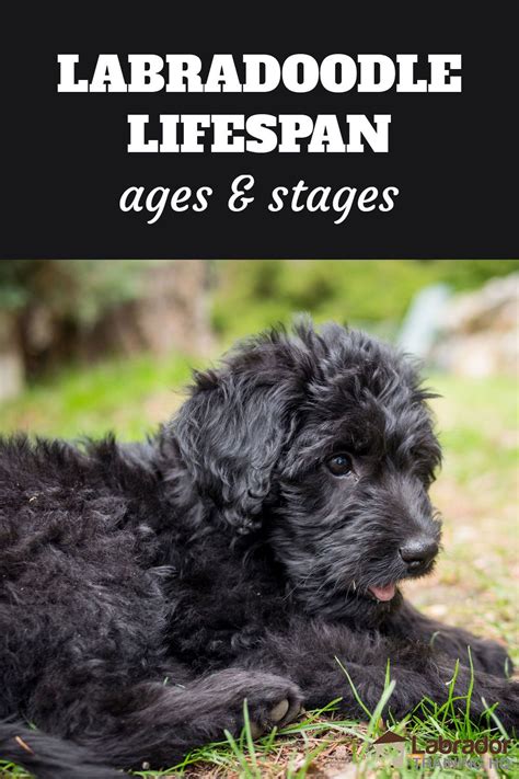 Amazing Labradoodle Life Expectancy