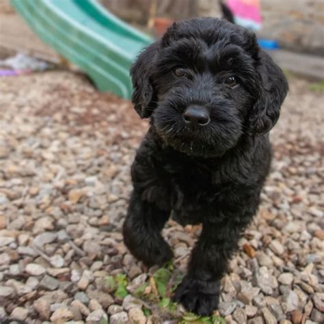 Amazing Labradoodle Puppy Black
