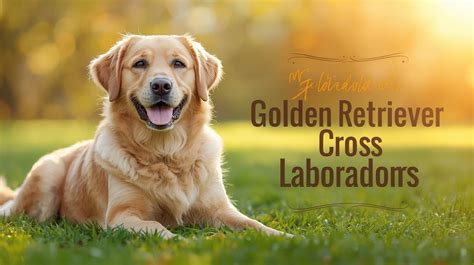 Amazing Labrador Cross Golden Retriever