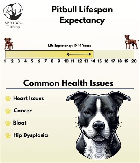 Amazing Life Expectancy Of A Pitbull Mix