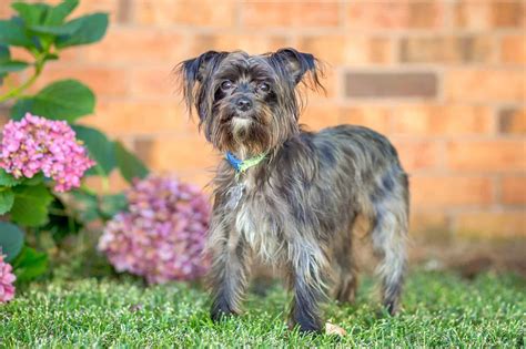 Amazing Maltese Mix Terrier