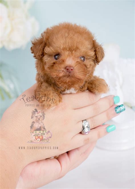Amazing Micro Poodles For Sale