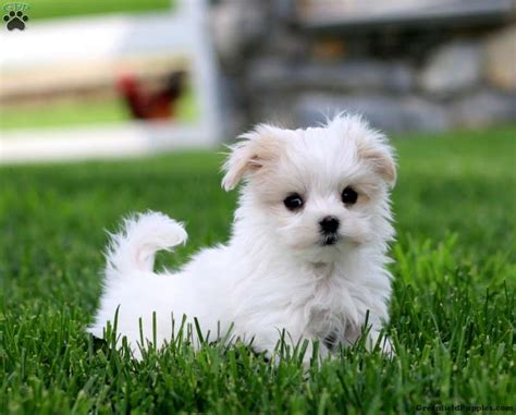 Amazing Mini Maltese Puppy