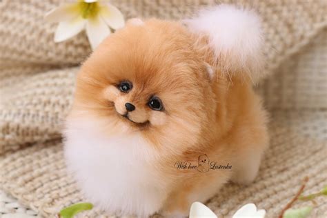 Amazing Mini Pomeranians