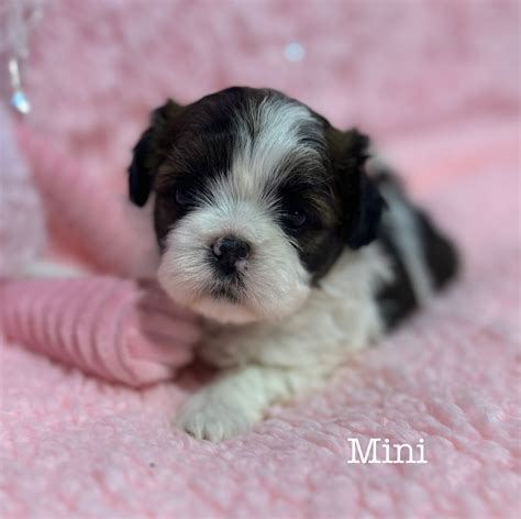 Amazing Mini Shih Tzu