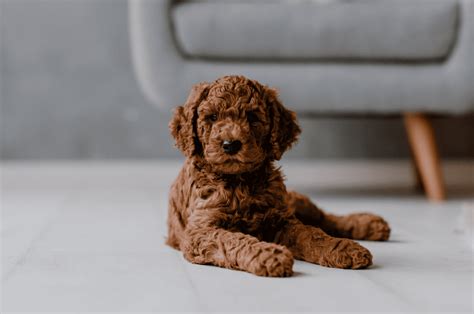 Amazing Miniature Puppy