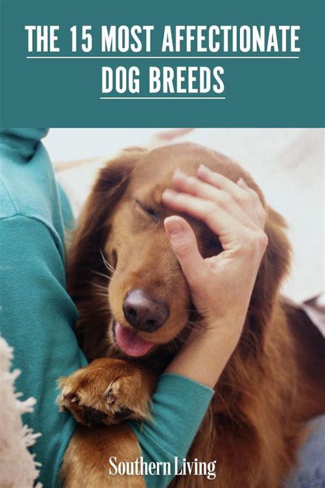 Amazing Most Affectionate Dog Breed