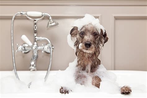 Amazing Most Smelly Dogs