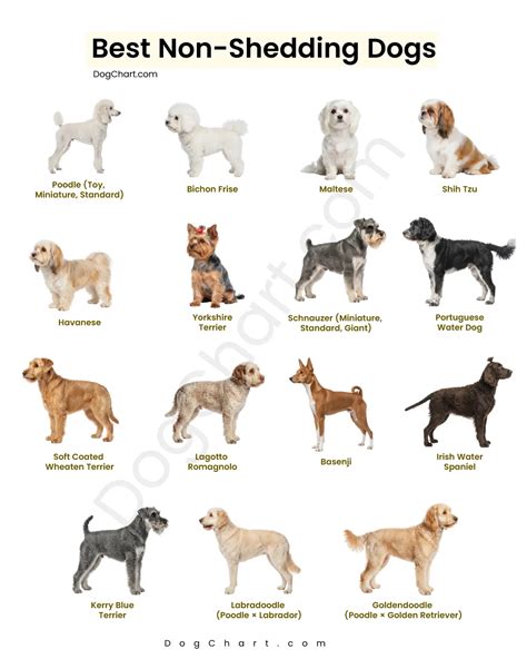 Amazing Non Shedding Mix Breed Dogs