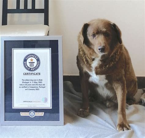Amazing Oldest Dog In The World