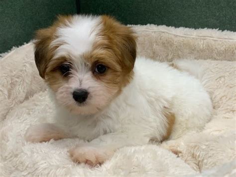 Amazing Papitese Puppies