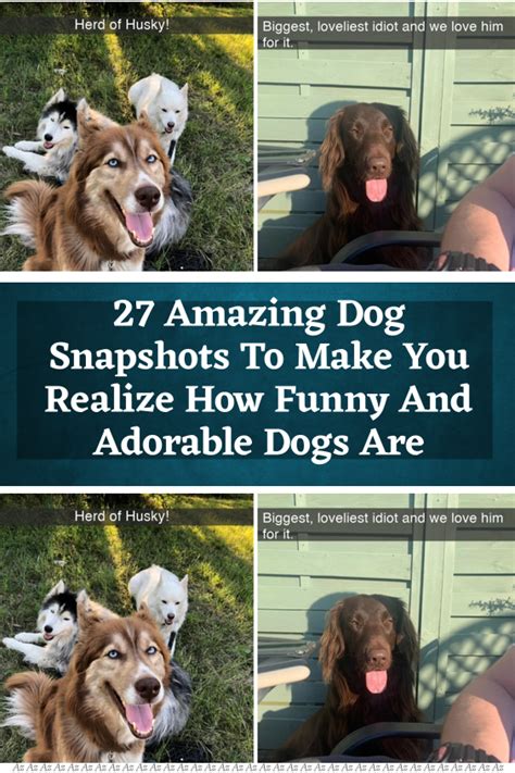 Amazing Pictures Of Dogs Funny
