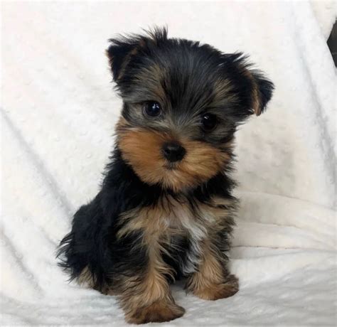 Amazing Pictures Teacup Yorkies