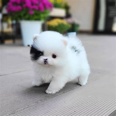 Amazing Pomeranian Dogs For Sale