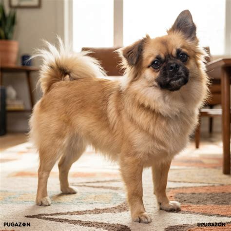 Amazing Pomeranian Pug Mix