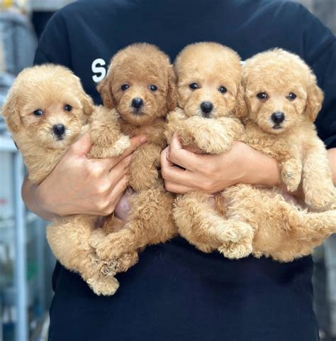Amazing Poodle Tiny Toy