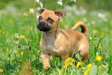Amazing Pug Mix Breeds