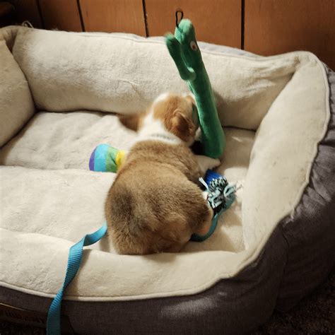 Amazing Puppy Butt
