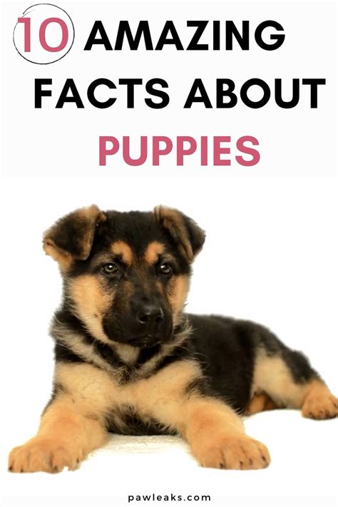 Amazing Puppy Facts