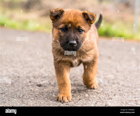 Amazing Puppy Mutt