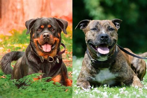 Amazing Rottweiler And Pitbull