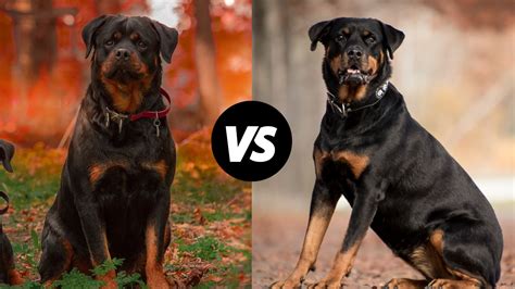 Amazing Rottweiler German