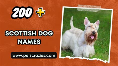 Amazing Scottish Puppy Names