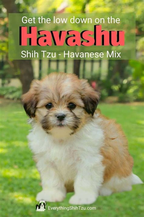 Amazing Shih Tzu Havanese Mix