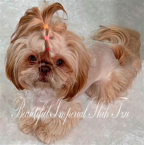 Amazing Shih Tzu Imperial