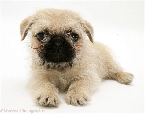 Amazing Shih Tzu Mixed With Pug