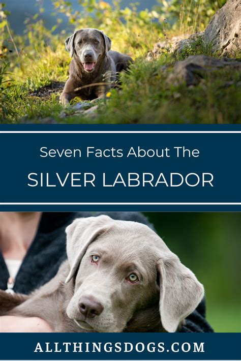 Amazing Silver Lab Facts