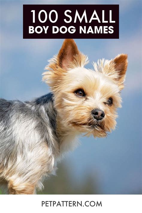 Amazing Small Boy Dog Names