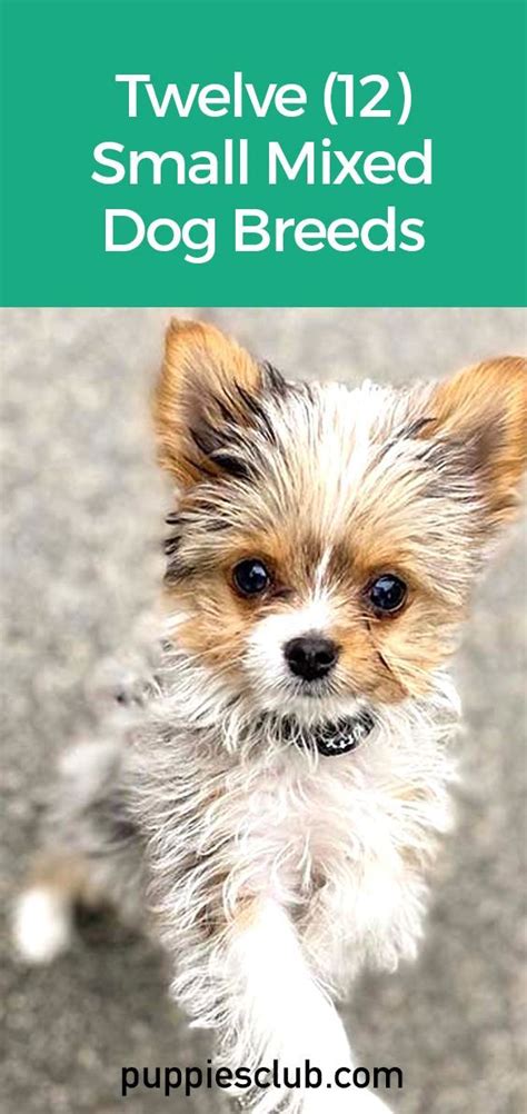 Amazing Small Dog Mixed Breeds