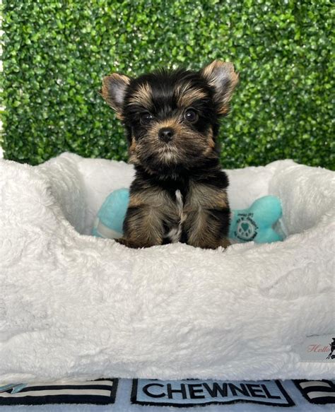 Amazing Teacup Dogs For Sale