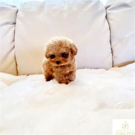 Amazing Teacup French Poodle