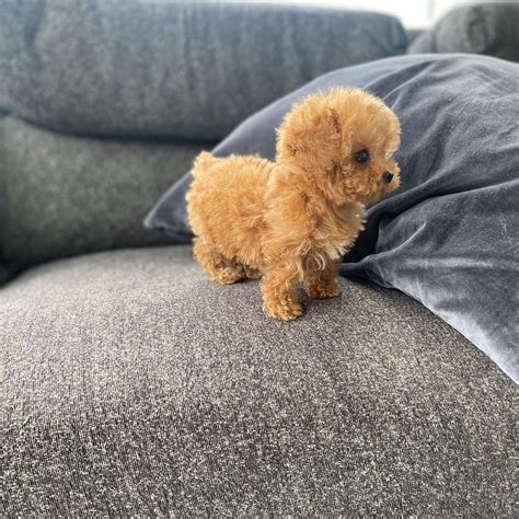 Amazing Teacup Poodle For Sale