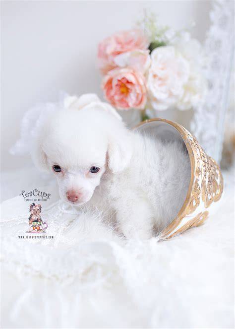 Amazing Teacup Poodle White