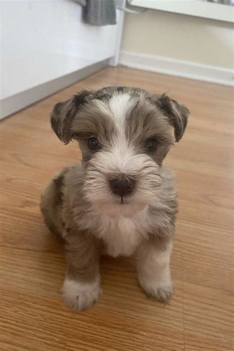 Amazing Teacup Schnauzer