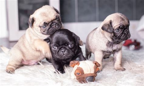 Amazing Tiny Pug Puppies