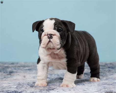 Amazing Toy Bulldog For Sale