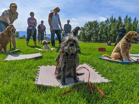 Amazing Unique Dog Classes In Seattle