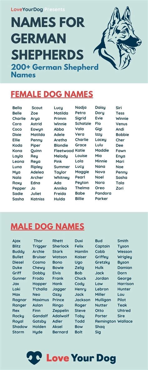 Amazing Unique German Shepherd Names