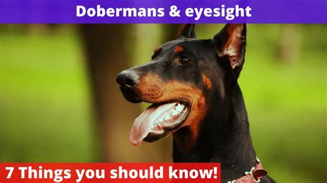 Amazing Weird Things Dobermans Do