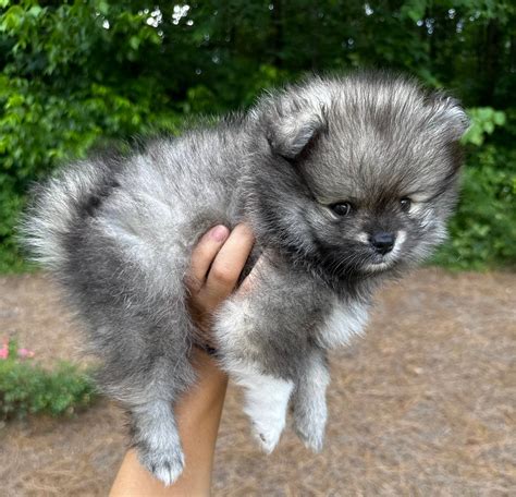 Amazing Wolf Sable Pomeranian